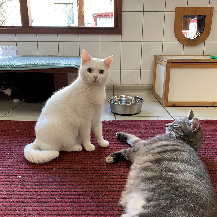 People Are Saying That This Floating Cat Sanctuary Is Amsterdam's Best-Hidden Attraction People Are Saying That This Floating Cat Sanctuary Is Amsterdam's Best-Hidden Attraction