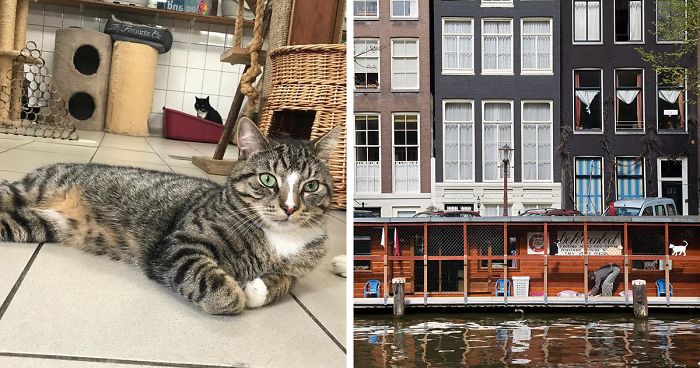 People Are Saying That This Floating Cat Sanctuary Is Amsterdam’s Best-Hidden Attraction