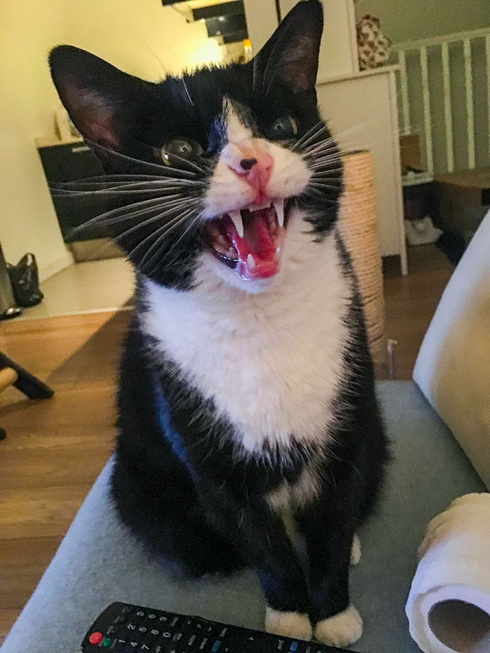 You’re Not Listening To Meeeee