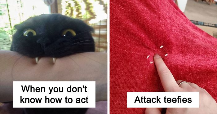 40 Times Cat Owners Got Fascinated By Their ‘Teefies’