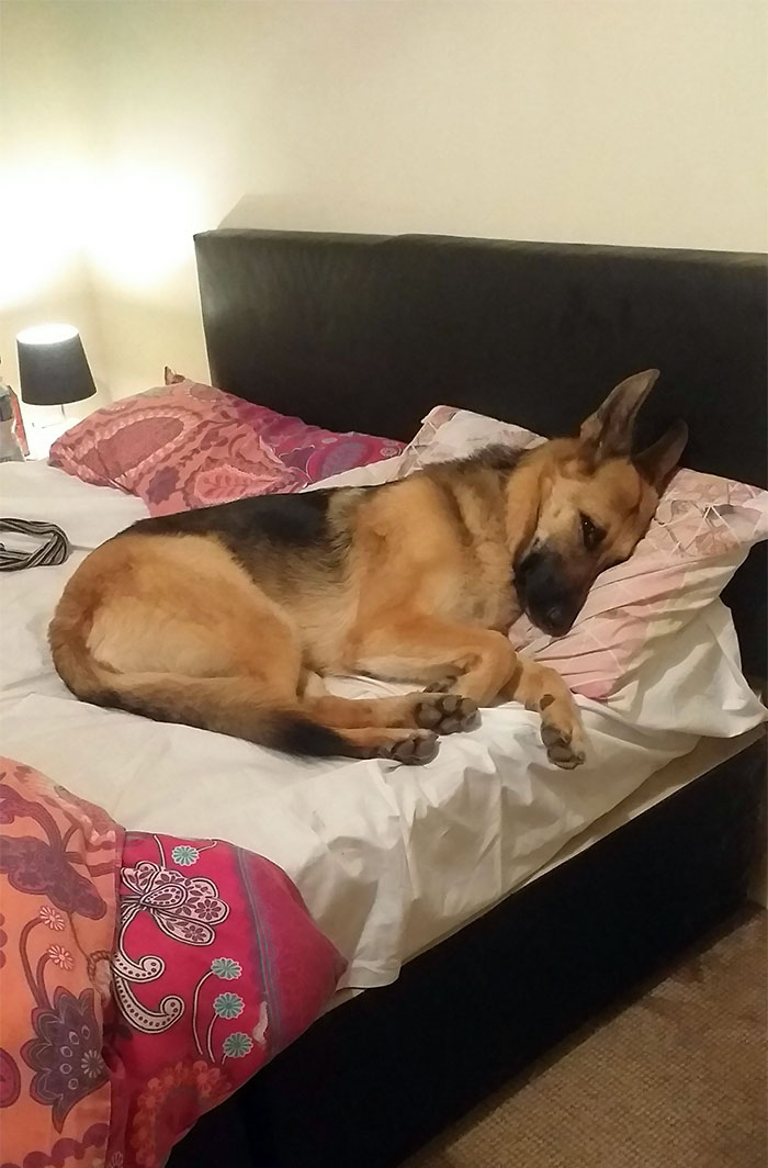 Go To Bed To Find It Already Occupied. Who Is The Boss In This House? Not Me