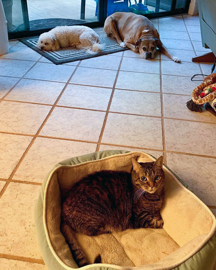 Bitterest Dogs In The Neighborhood