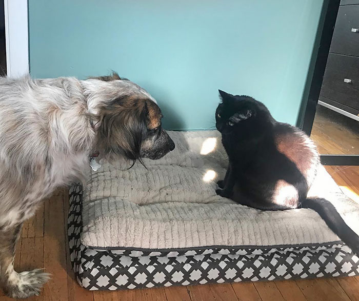 My Cat Doesn't Give A F**k