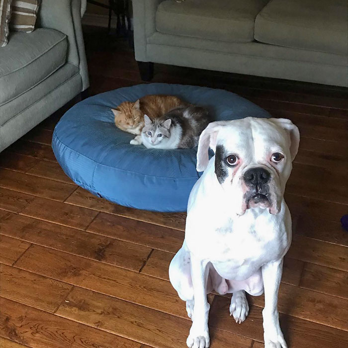 Hopefully My Siblings Will Let Me Use My Bed This Weekend So I Can Relax