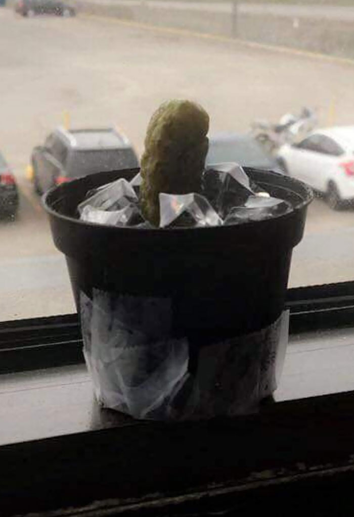 A Guy At My Wife's Job Still Thinks That His New Plant Is A Cactus. It's Actually A Pickle That Is Replaced By A New One Each 2 Days