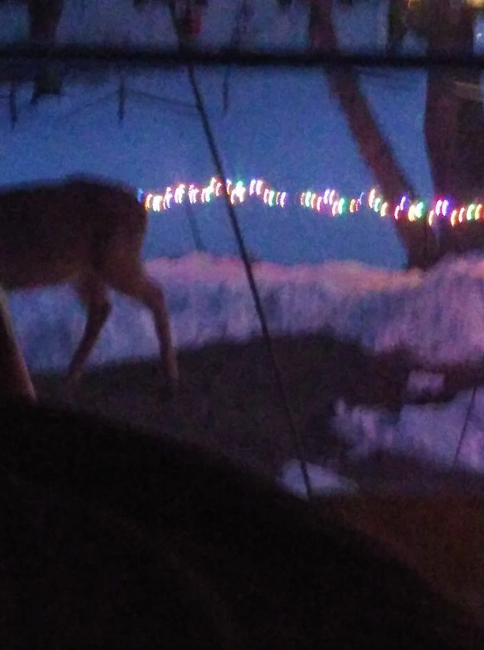 Deer Was In My Dogs Pen, Just Didn't Get The Whole Deer