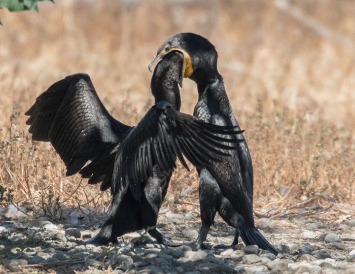 What Is Even Happening