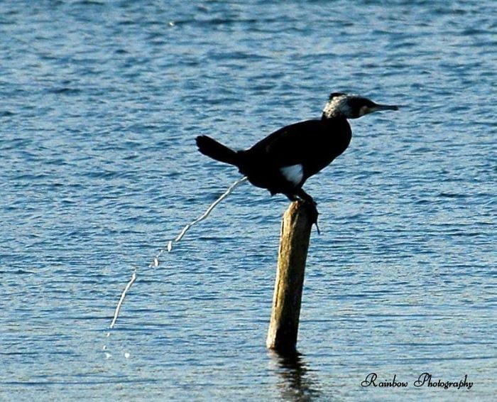 My Best Crap Shot Ever!