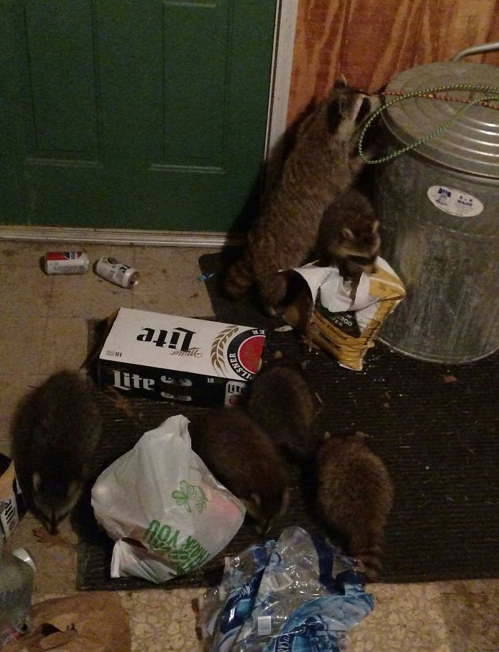 I Have A Cat Door In My Entryway. These Are Not My Cats