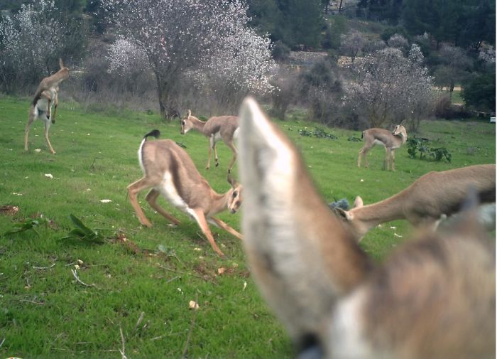 The Majestic Mountain Gazelle
