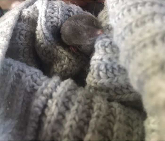 Saved From The Cat. Forgot He Was In My Pocket Recuperating. Scared The Living Crap Out Of Me When He Crawled Out