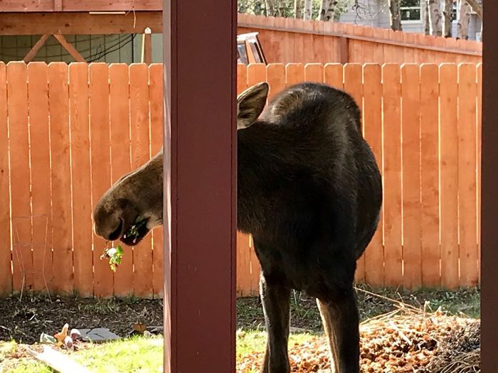 Can You Spot The Hiding Moose? Hint: He's Eating My Wife's Flowers
