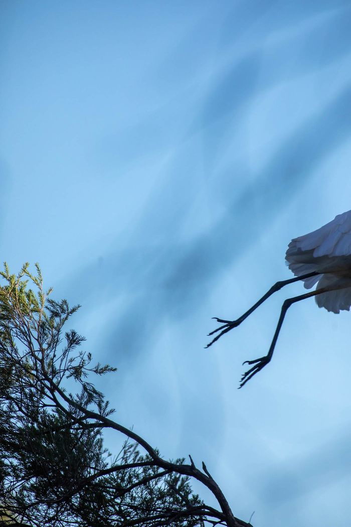 The Magnificent Yellow-Billed Egret (Aka The Intermediate Egret) In Flight... Waited An Hour To Get A Shot Of This One In Flight... No Regrets As I Nailed It Just Perfect....