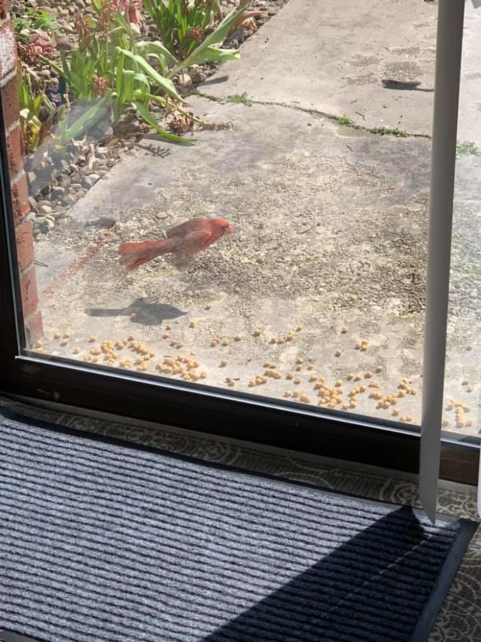 Fish Or Cardinal... You Decide