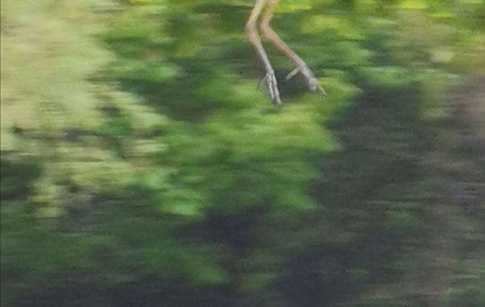 Majestic Heron Captured In All Its Beauty