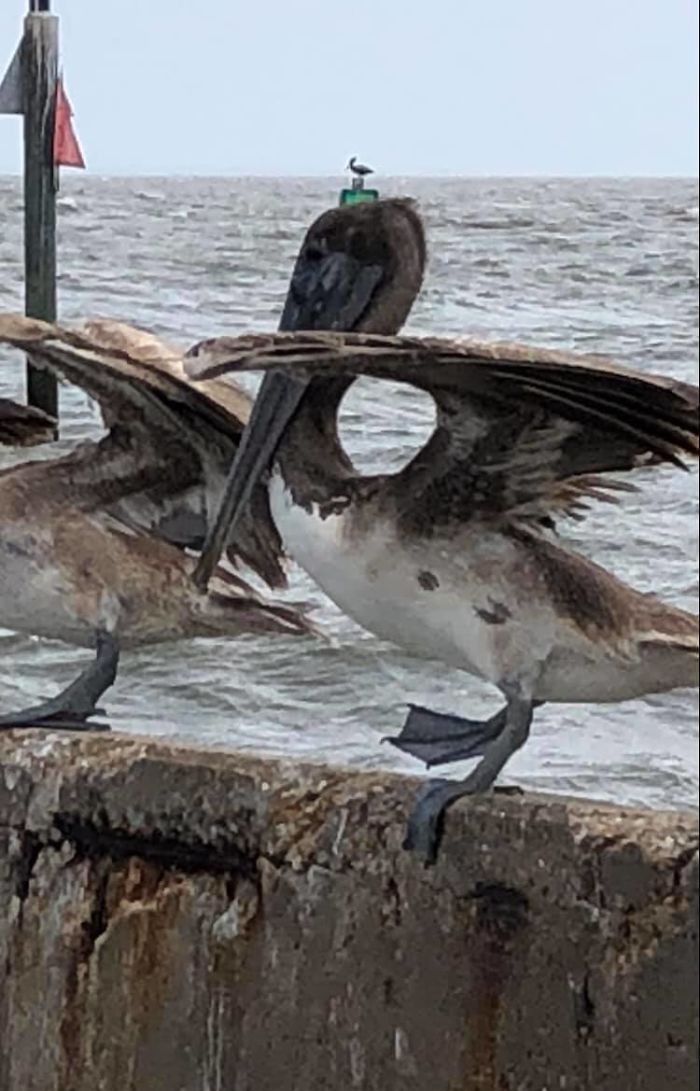Mr Pelican Line Dancing With His Friends While Wearing A Tiny Hat With A Tiny Pelican On It