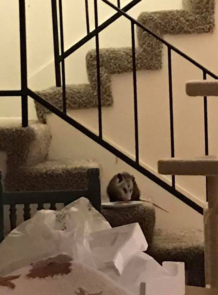 We Used To Keep The Garage Door Open Several Inches So That Our Cats Could Come In Through The Pet Door