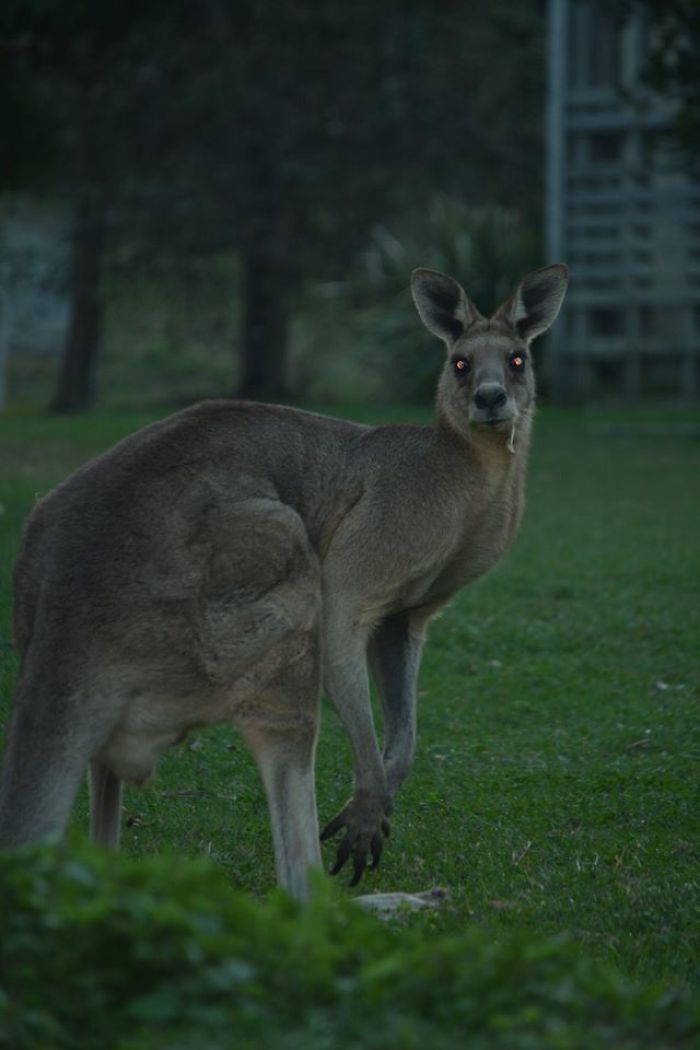 So This Was My First Picture Of An Eastern Grey Kangaroo. Some May Say It's Not A Crap Picture, But The Moment After I Looked At It, It Was Jumping Strait Towards Me Because It Got Scared Of A Barking Dog. After Seeing Those Eyes And Claws I Was Very Very Scared