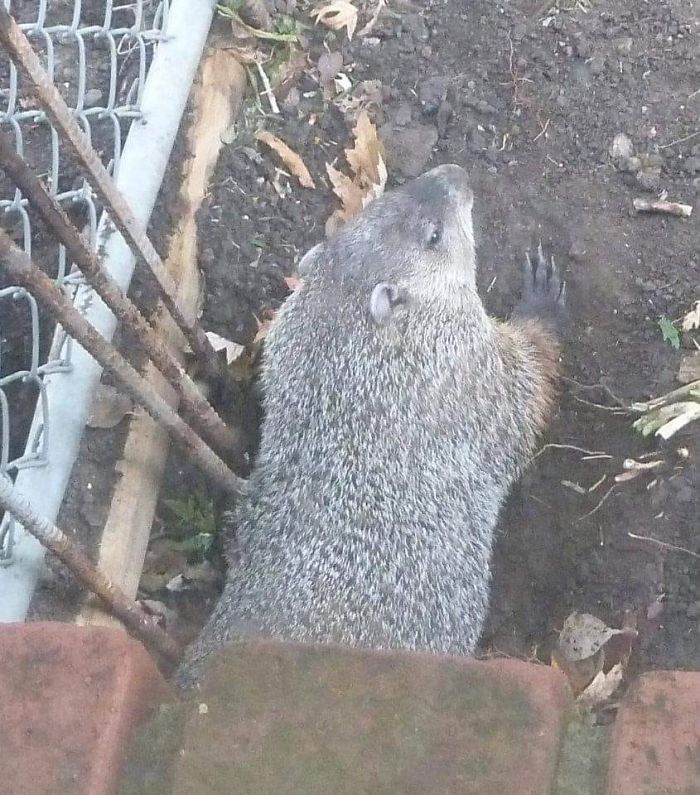 Blamed My Dog For Digging A Hole Under The Porch. This Is Not My Dog