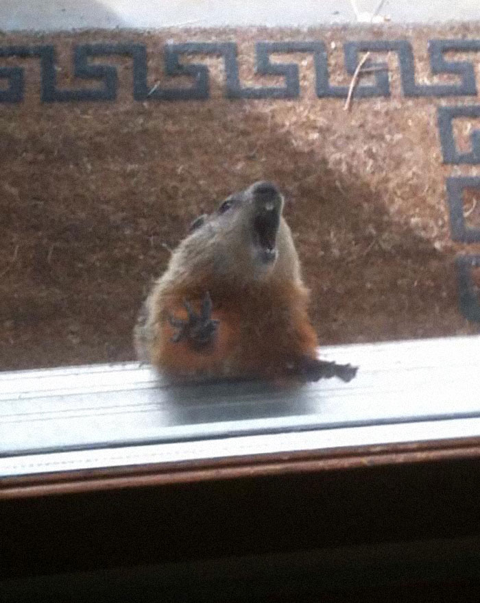 A Cute Photo Of A Woodchuck Peeking In The Window Turned Into This
