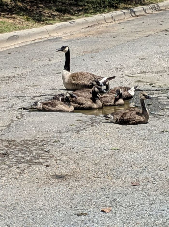 Just Geese Swimming In A Pothole