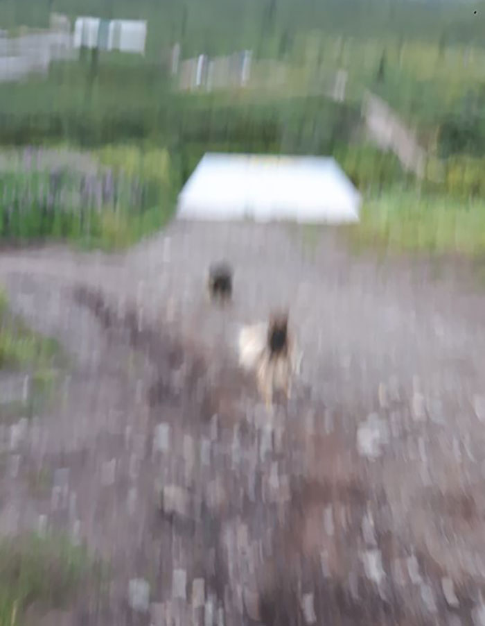 Dog Chasing A Porcupine. Picture Is Blurry Because I Was Chasing The Dog