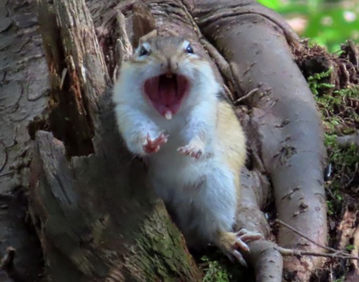 "For The Love Of All That's Fuzzy, Crows Are Corvids, With An "R"! Say It Right!"