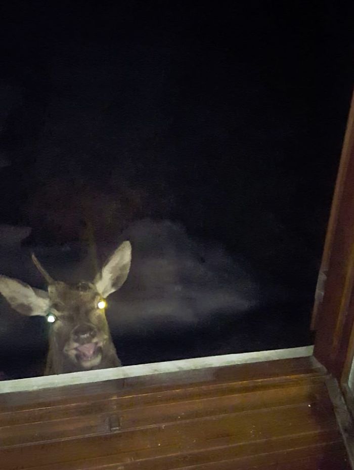 A Deer Showed Out For Dinner... He Scared The [Crap] Out Of Me