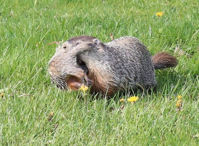 Been Trying To Catch A Photo Of The Groundhog Living Under My Deck........ I Finally Got Her With Baby Attached To Her Face