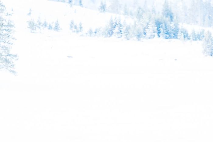 It Was Soooooo Exciting To See The Wolfpack In Yellowstone. My Greatest Wish Fulfilled. Nat Geo Is Calling