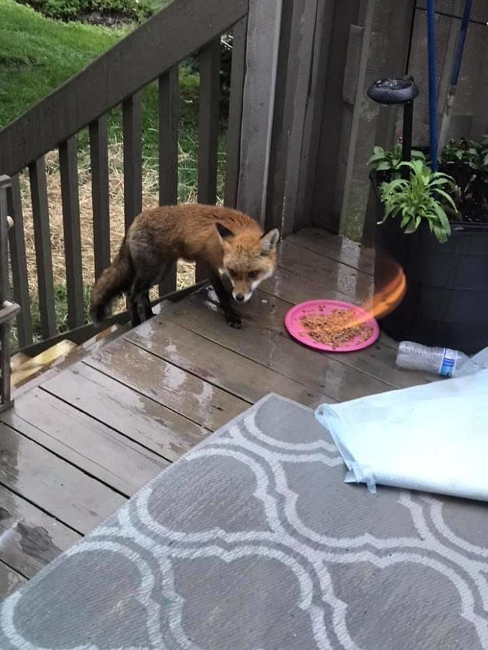 I’m At Least 59% Sure This Isn’t My Cat