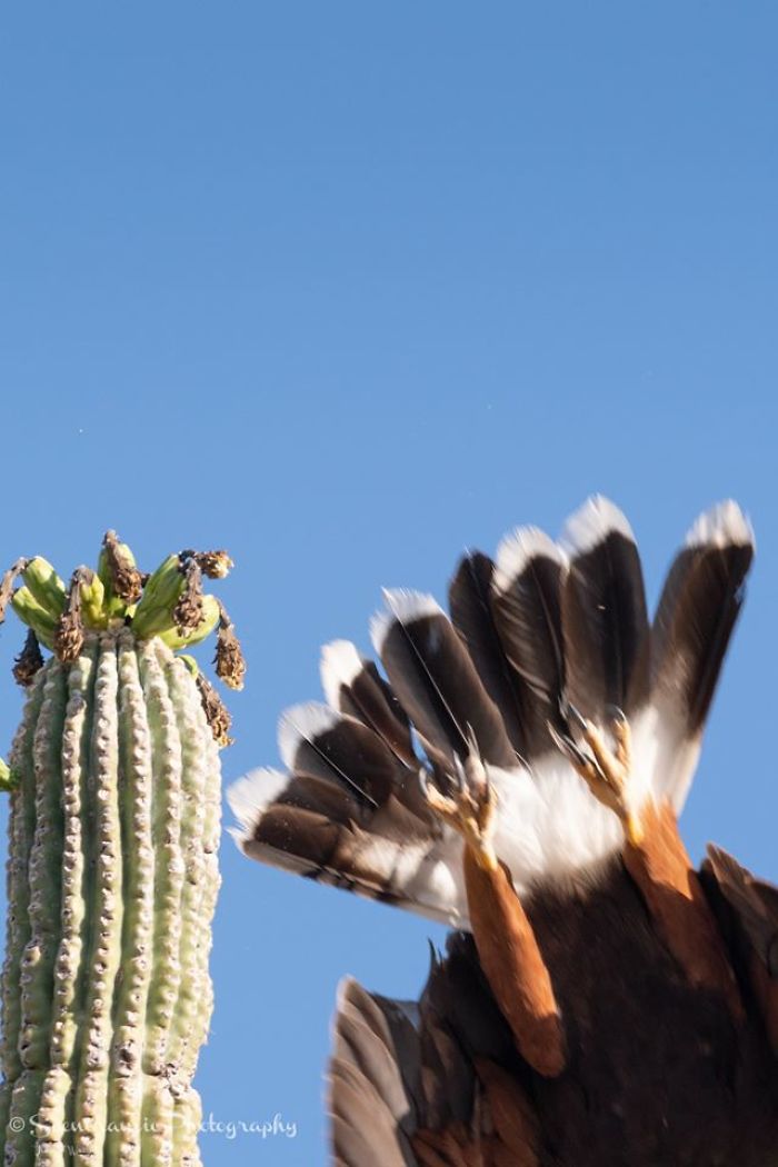 When You're Just A Millisecond Too Late In Pressing The Shutter Release To Catch The Harris's Hawk Launching From The Saguaro