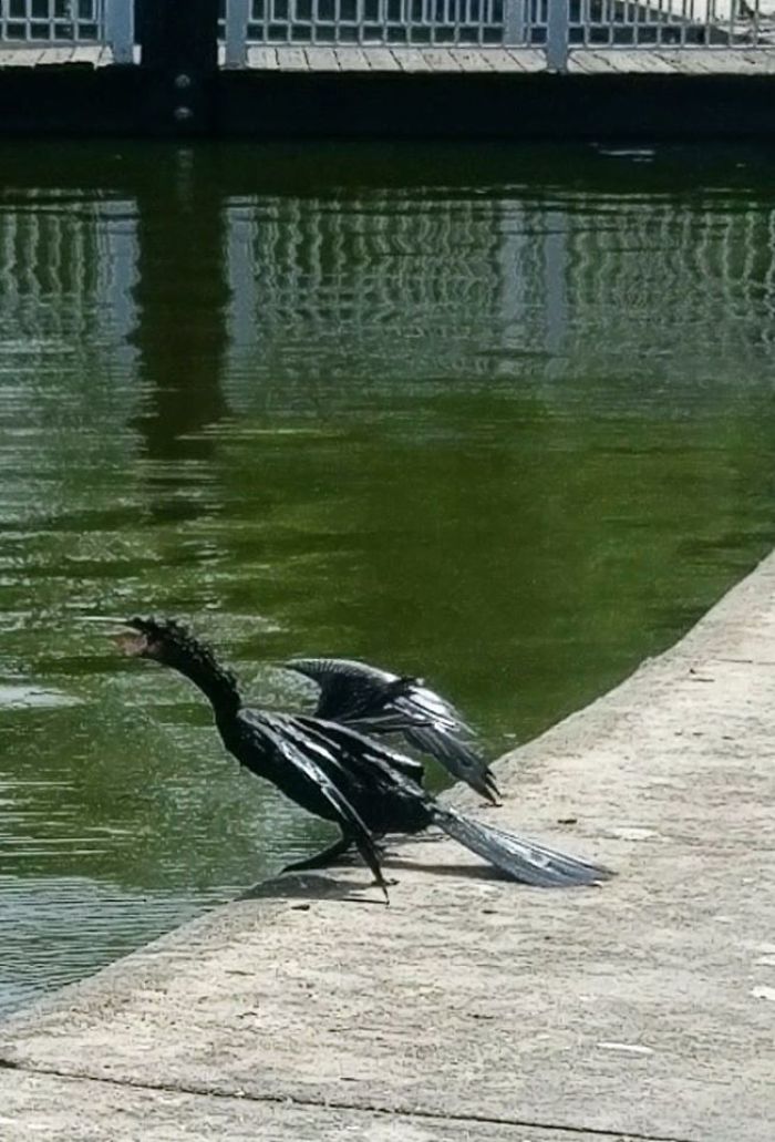 A Rare Baby Pic Of Drogon From Game Of Thrones