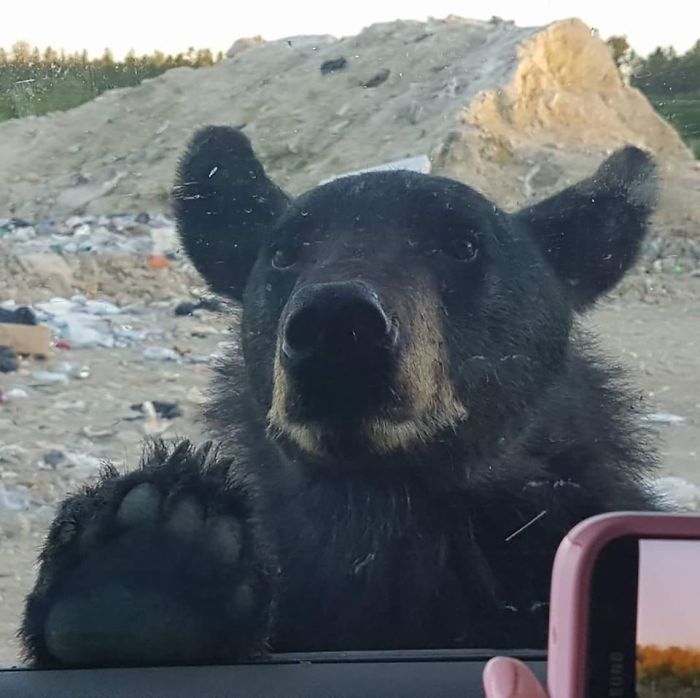 "Excuse Me, Do You Have Minute To Talk About The Bear Necessities Of Life?" Bear Having A Peek Into My Window. What A Beautiful Background Landscape. You Can See The Giant Bird Like Mosquitos In The Background Too.