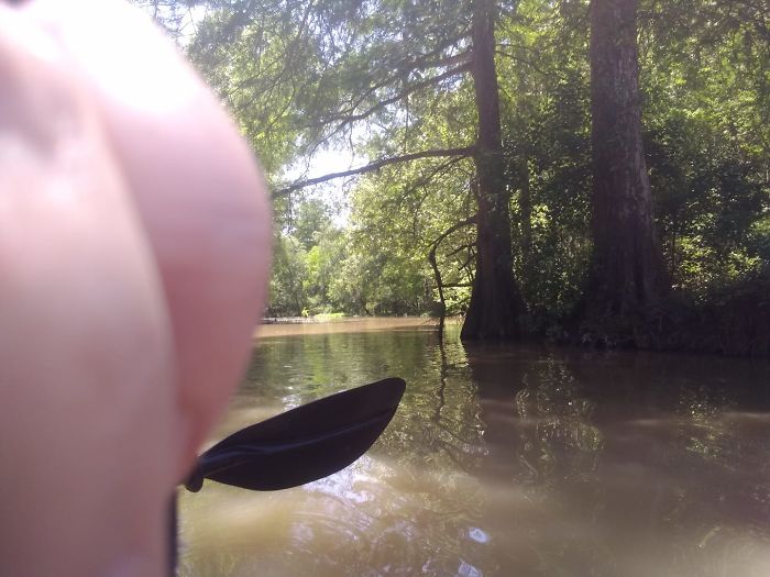 The Highlight Of Our Mother's Day Paddle - A Really Large Turtle On A Log Near The Left Bank. I Swear That's Fingers