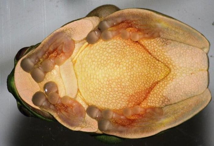 You Know You’re Over This Coronavirus When You Take A Photograph Of The Frog’s Underbody!