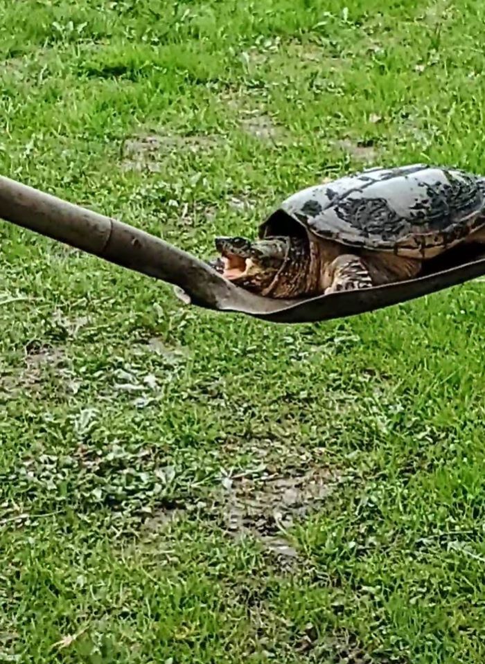Had To Relocate A Snapping Turtle That Was In Our Pasture - He Was Thrilled