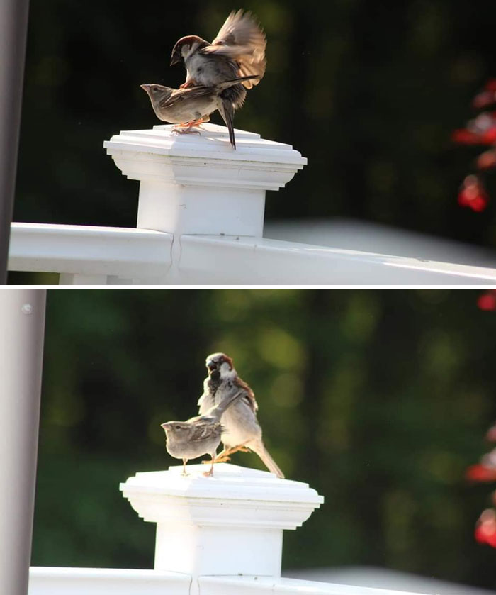 Bird Porn... First Time I Used My Canon Last Summer