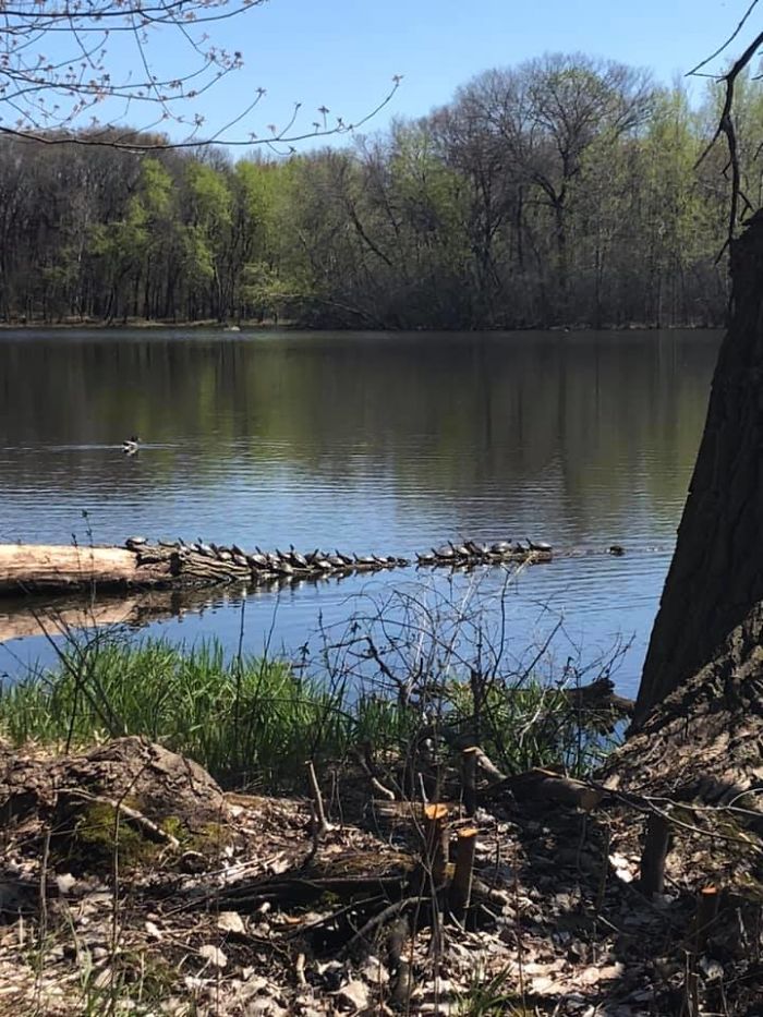 Why Are There So Many Turtles On This Log??? Wrong Answers Only