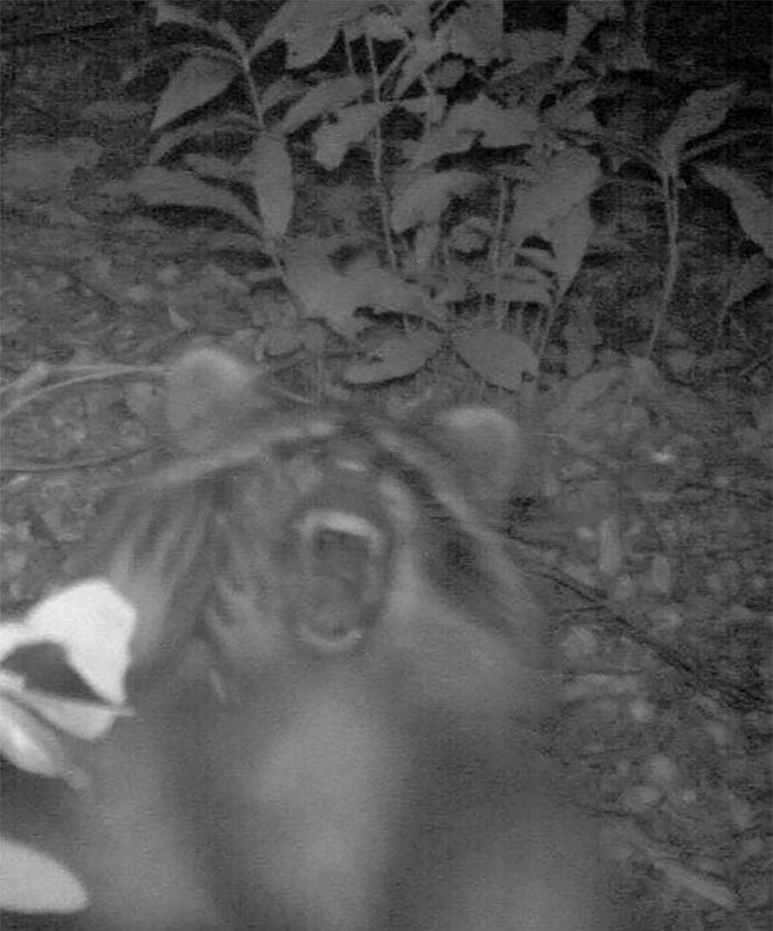 My Attempt To Duplicate The Scream By Edvard Munch