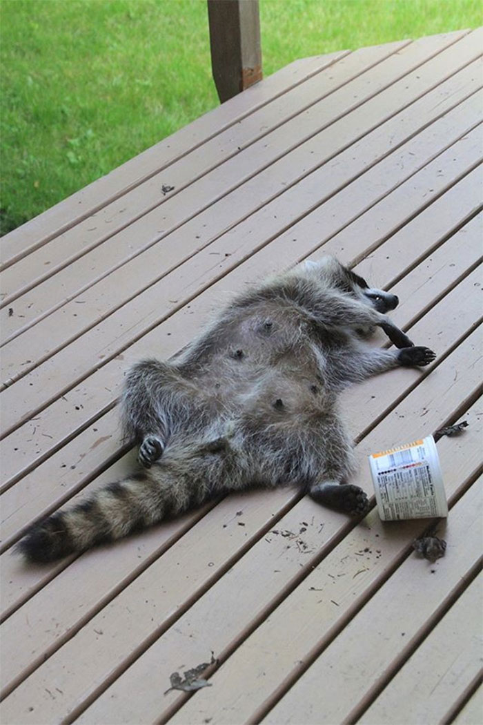 Trust Me, This Mama's Just Sleeping. She Gave Birth In Our Chimney To 5 Kits And Just Needs A Little Time On Her Own To Get Some Rest!!