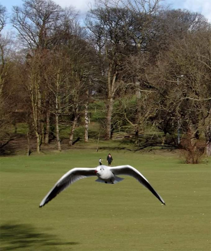 A Local Park Is Combating Social Distancing By Offering People Pleasure Flights On The Back Of Tame Seagulls