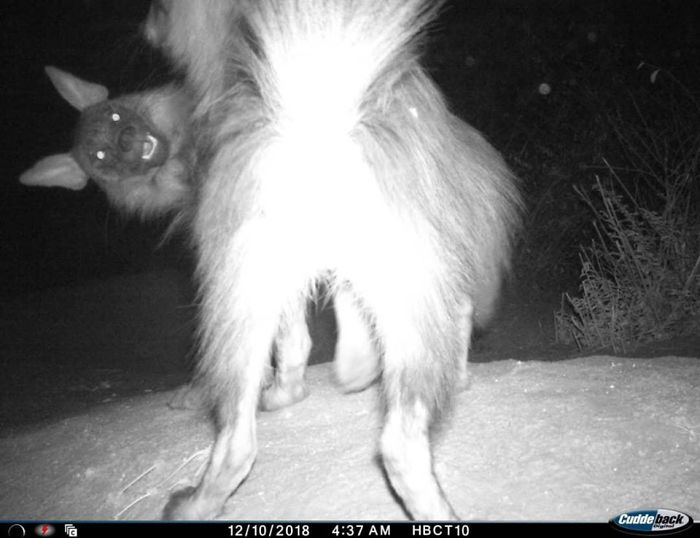 Beautiful Brown Hyena In Namibia