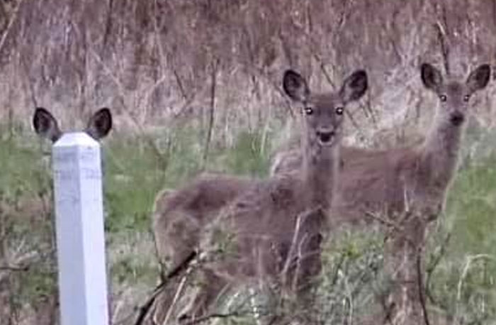 It’s A “Deer Post” Thought I Was Taking A Picture Of 3 Deer