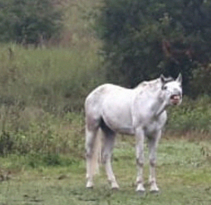 A Horse For Kings, The Pura Raza Española, But Only Roaming Through Andalucia's Wild Plains Will Show You Their True, Unconquerable Character