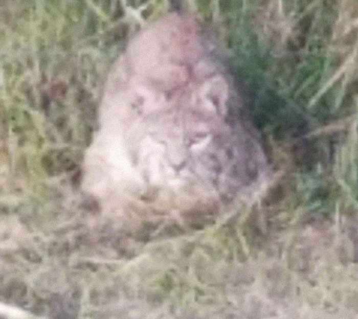 Only A Slightly Crappy Photo. My Doberman Started Pointing At Something And I Followed Her To See This Angry Being