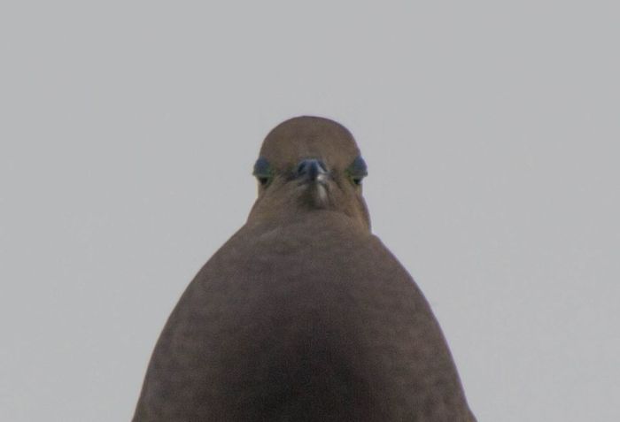 Disappointed Old Man Dove Gives You One Minute To Get The Heck Off Of His Lawn
