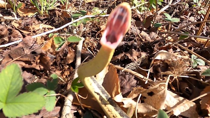 The Snake Let Me Know When I Got To Close