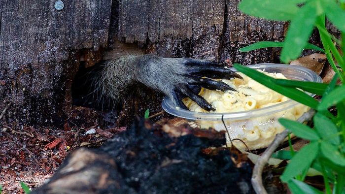 Nah, You Go Ahead, I'm Full Now