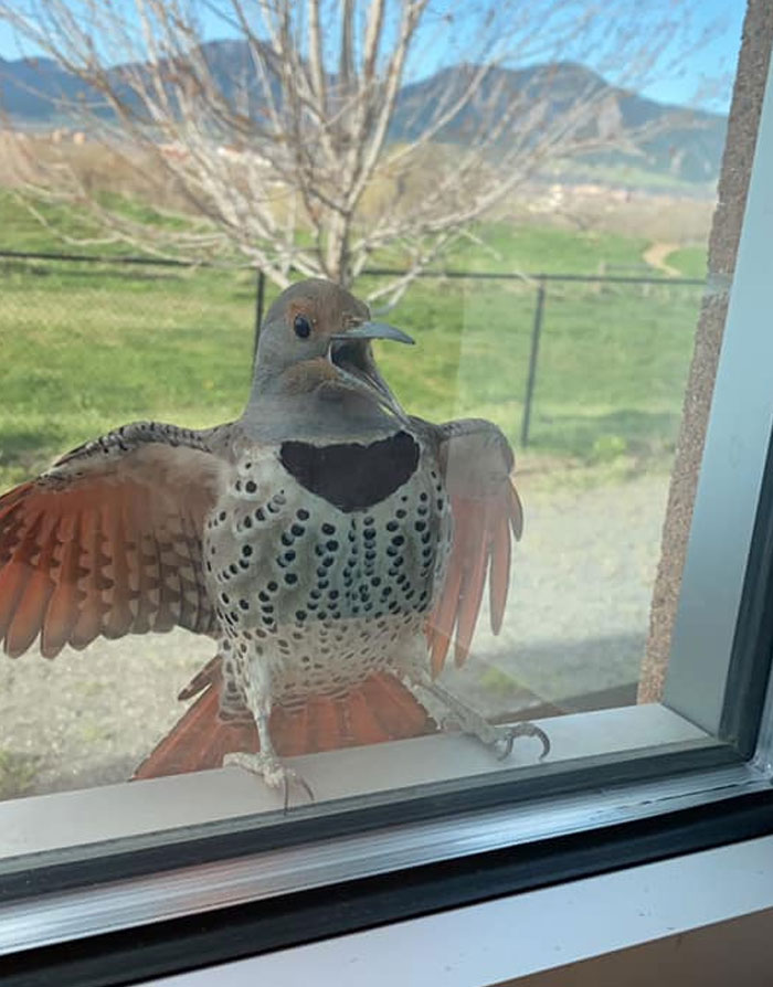 "What Do You Mean I Can’t Eat Inside!!”